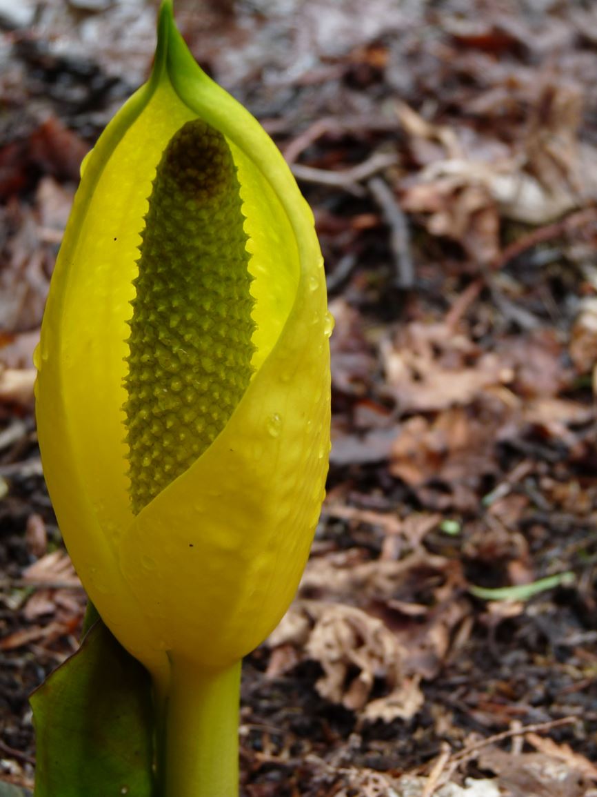 Lysichiton americanus - skunk cabbage